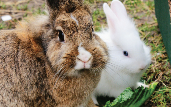 Radley from Johnson and Scott tells us all about Rabbits: How to keep your hopping companion happy and healthy