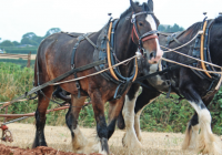 The Littleport Society’s Roger Rudderham tells us about the Great Shire Horses of Littleport